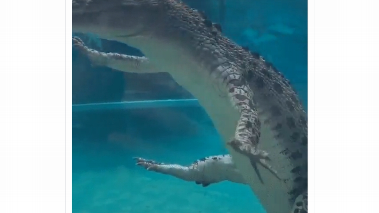 まさかの 流れていくワニ に反響 ナリクリ